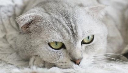 B sports_ MMA赛事前瞻：关注即将到来的重量级对抗，最新mma比赛