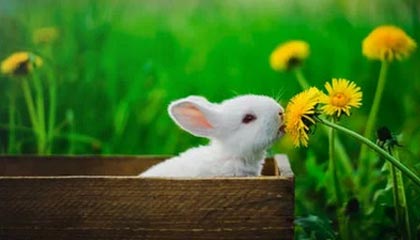 B体育_ “AI智能分析：如何预测本轮五大联赛的走势”，5大联赛数据